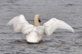 Mute Swan