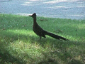 roadrunner