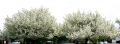 Pear Trees in Bloom