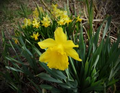 Daffodils