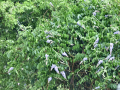 Wisteria in the Tree