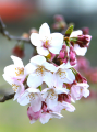 Cherry blossoms in full bloom