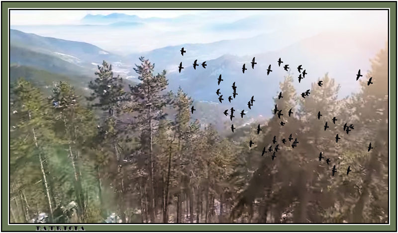 Mountain Flock.jpg