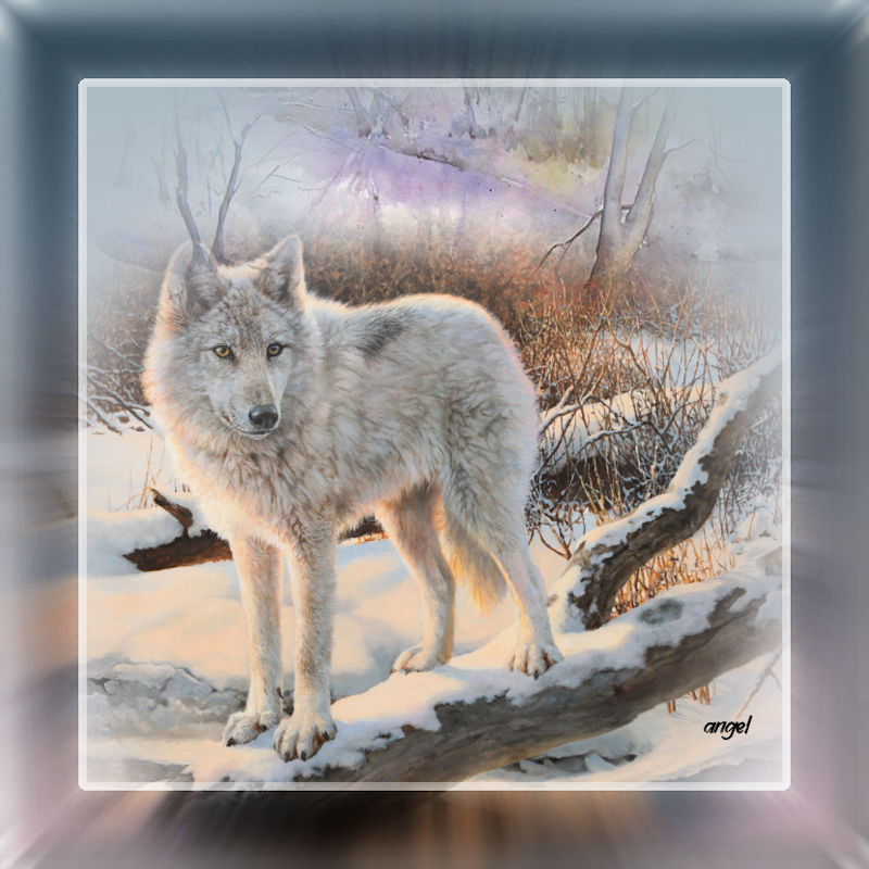 Winter Wolf.jpg
