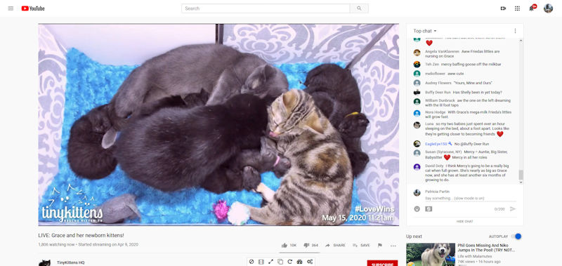 FireShot Capture 008 - (80) LIVE_ Grace and her newborn kittens! - YouTube - www.youtube.jpg