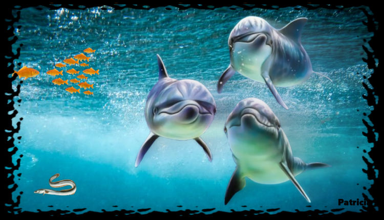 Dolphin Trio.jpg