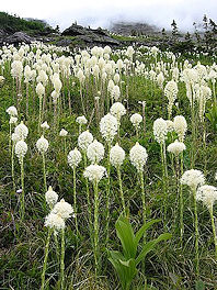 330px-Xerophyllum_tenax_-_Glacier_National_Park.jpg
